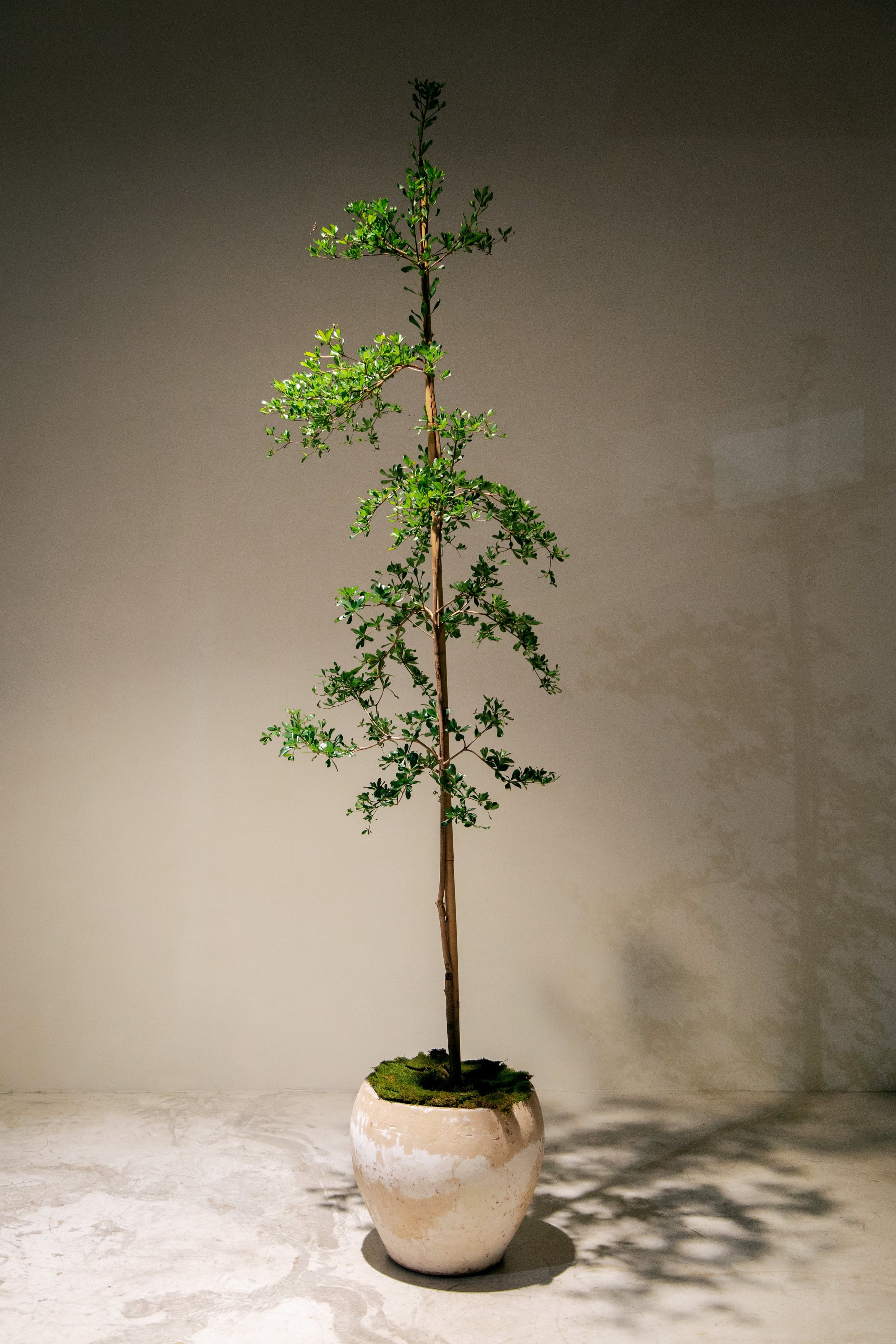 'Shady Lady' Black Olive Tree — Hommes + Gardens