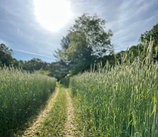 Summertime: Deepening Your Relationship with God Through Creation