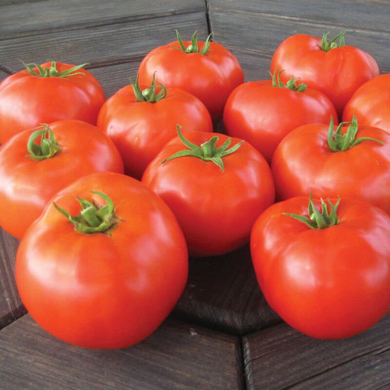 Mountain Merit - Tomato Plant