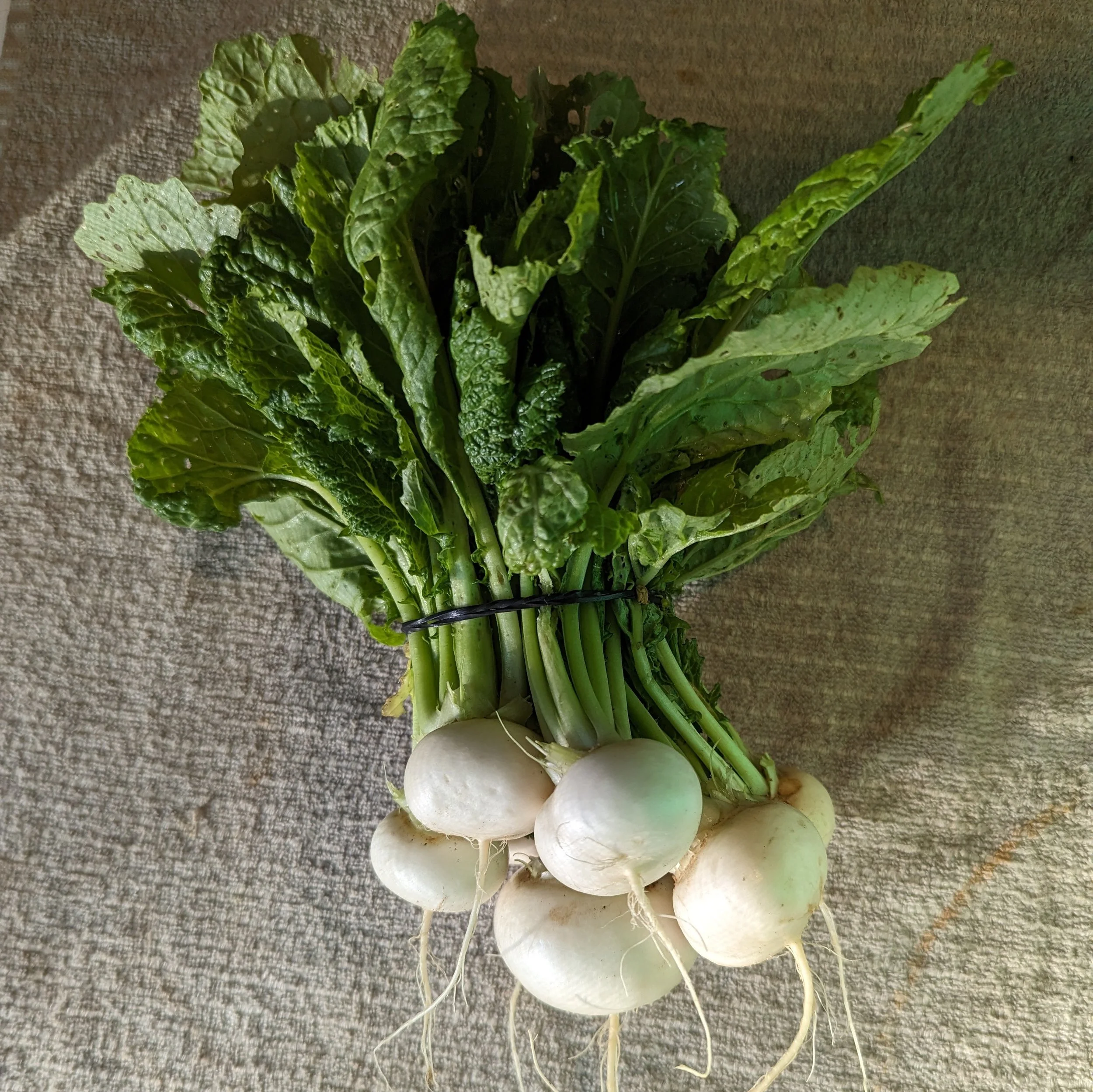 Salad Turnips