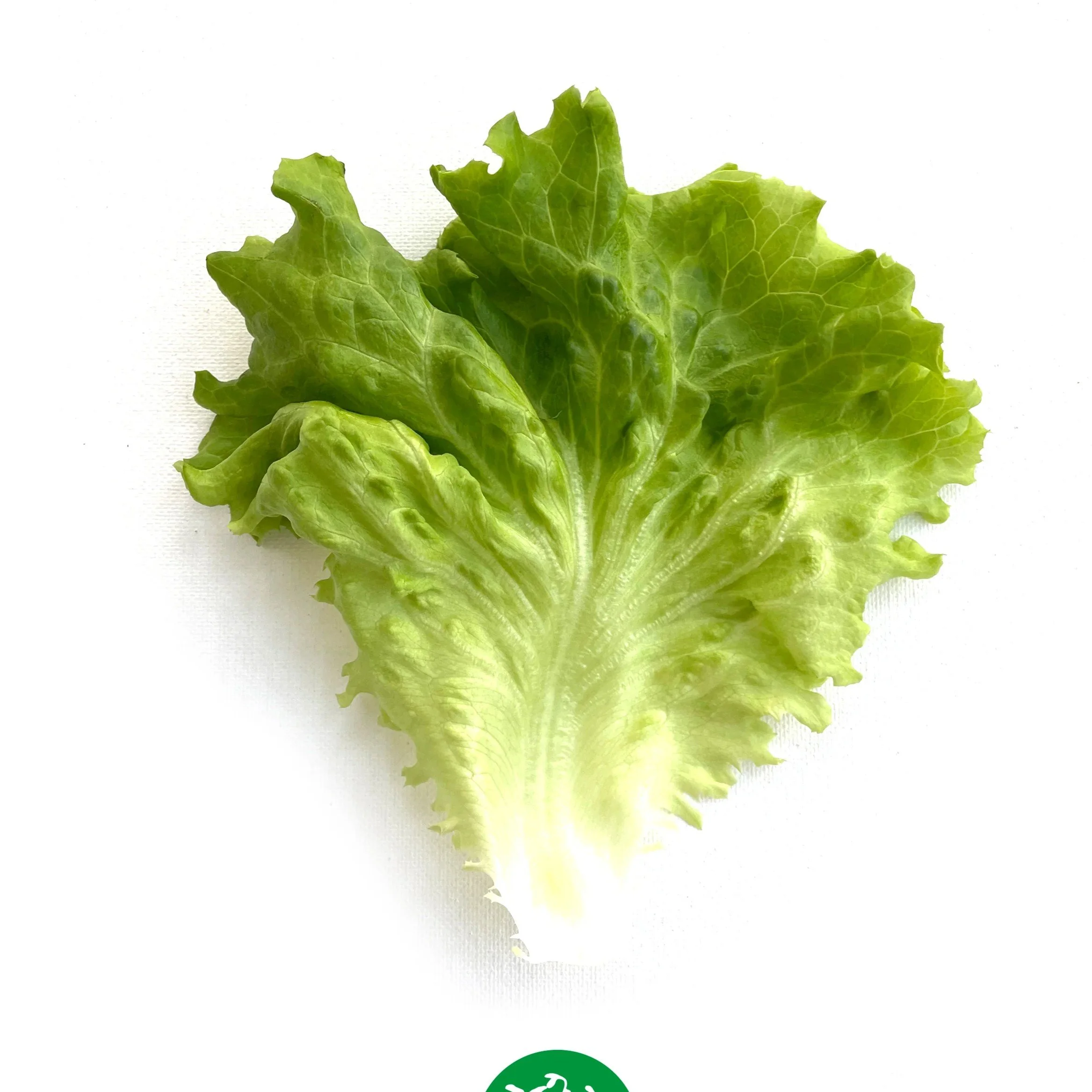 Muir Leaf Lettuce.jpg