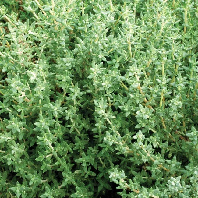 Winter Thyme.jpg