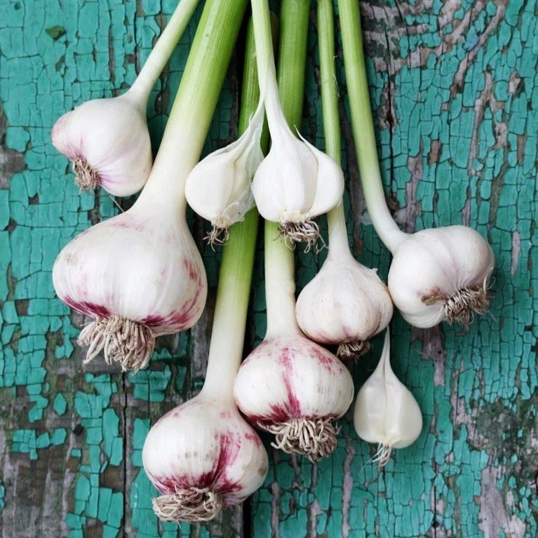 Spring Garlic