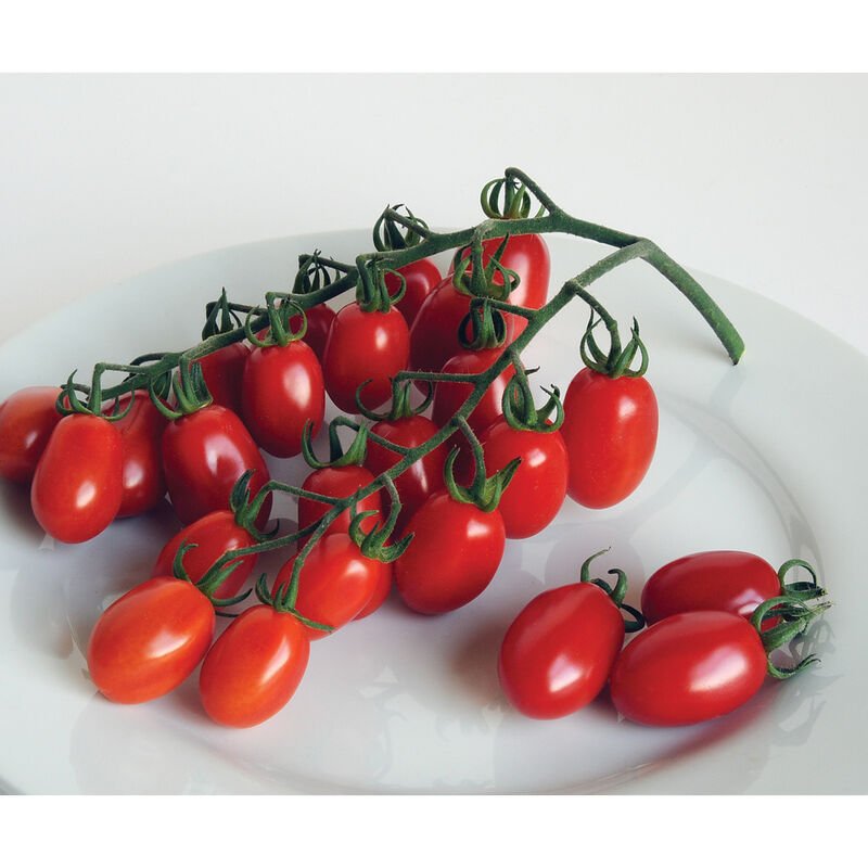 Red Pearl - Tomato Plant