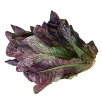 Cherokee Leaf Lettuce.jpg