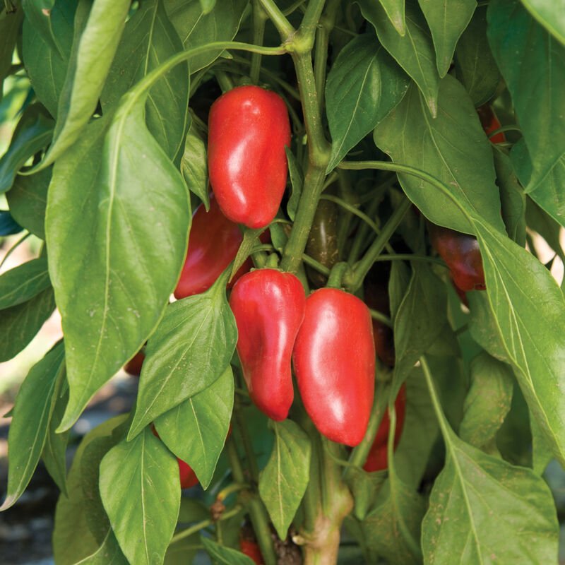 Red Lunchbox - Pepper Plant