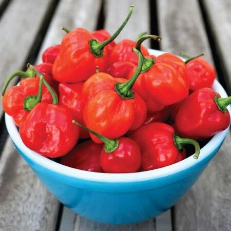 Red-Scotch-Bonnet-Peppers.jpg