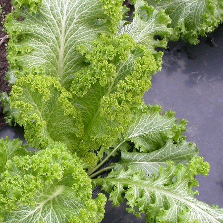 Mustard Greens - Green Wave