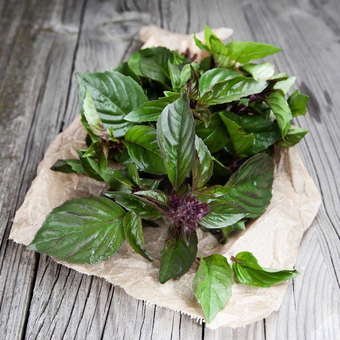 Basil - Thai
