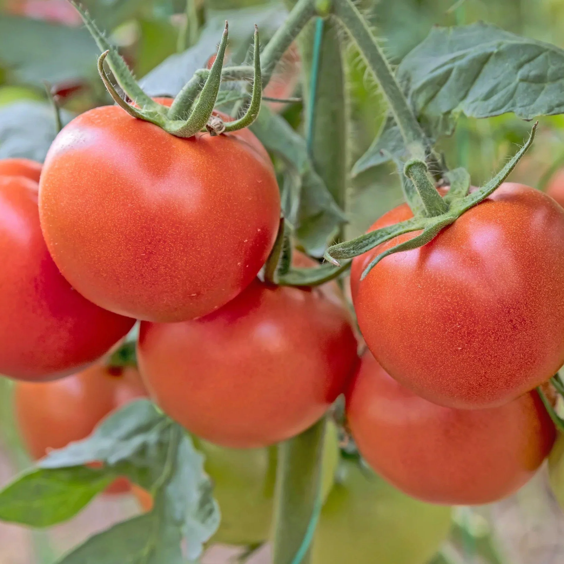 Independence Day.jpg