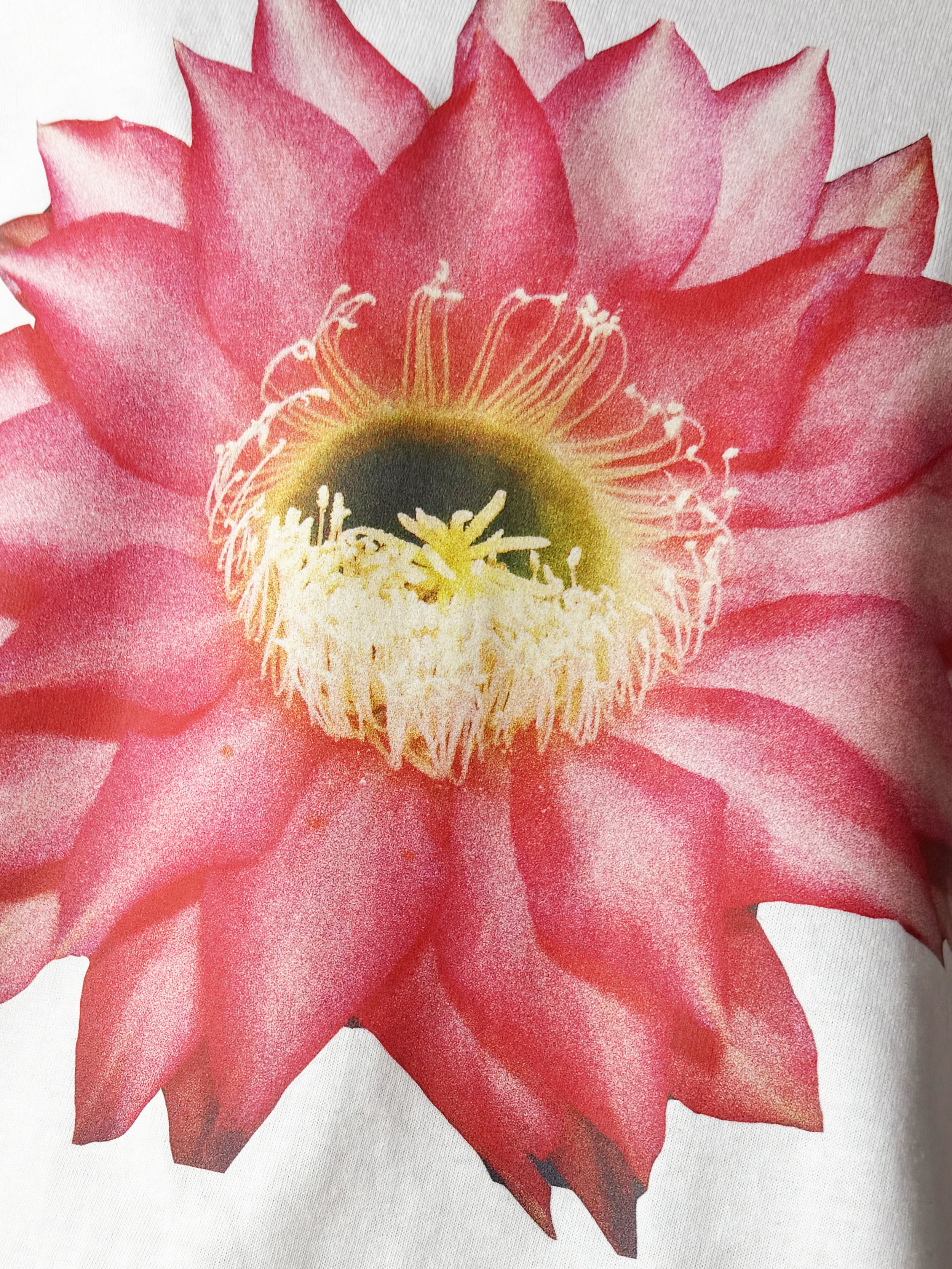 CACTUS-DETAIL.png