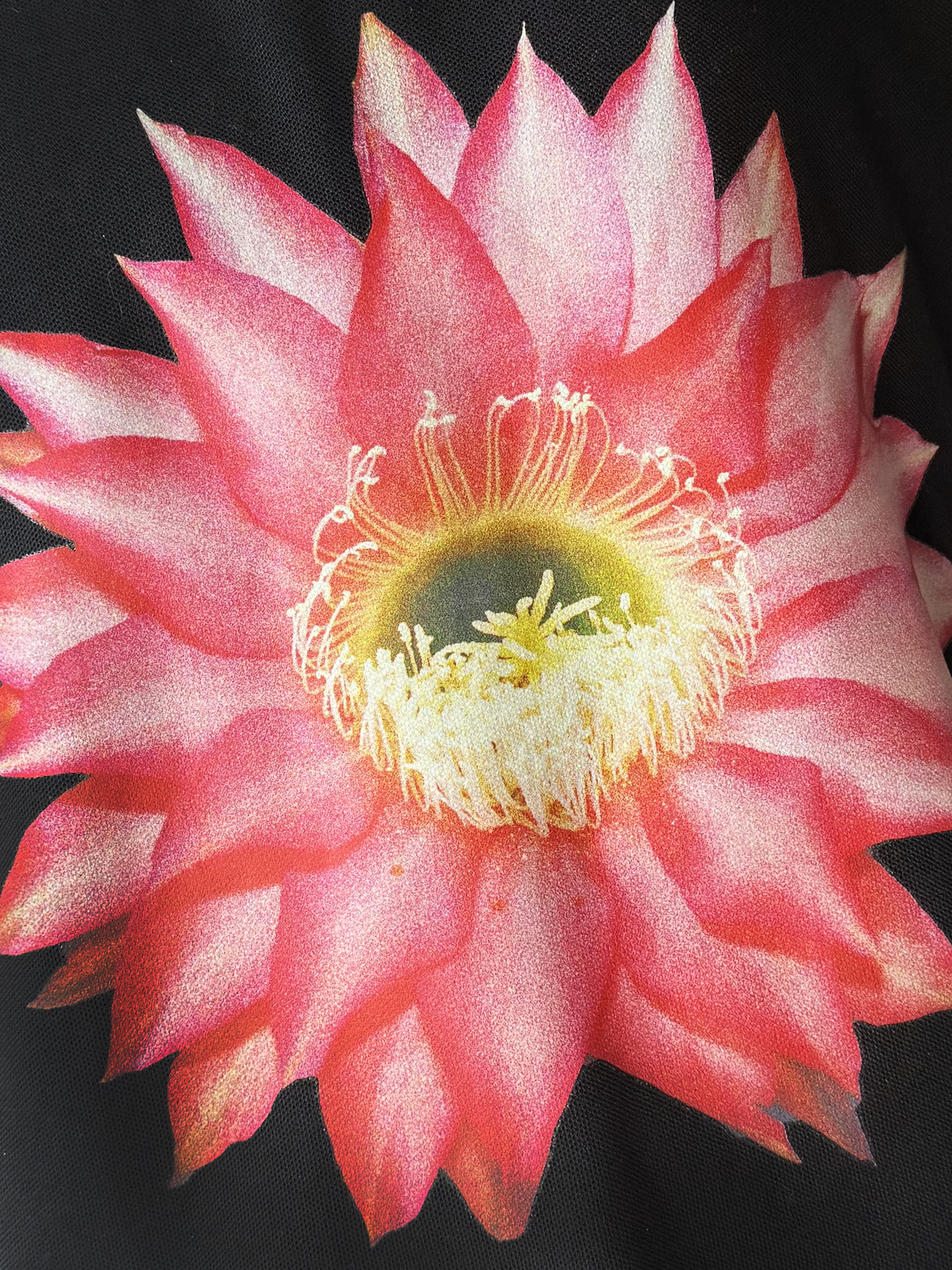 POLO-CACTUS.png