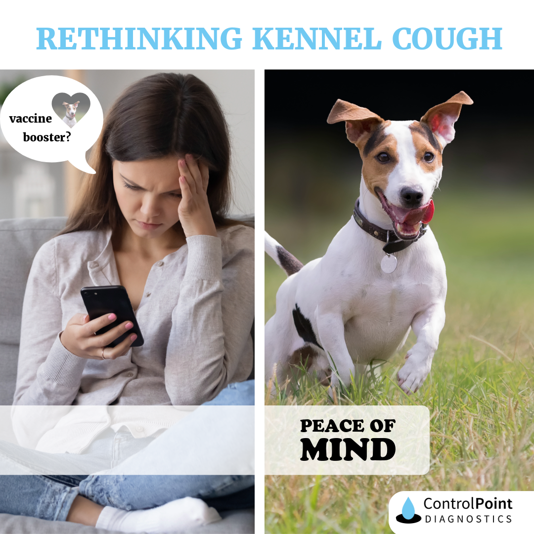 Rethinking Kennel Cough: The Future of Rapid Animal Diagnostics