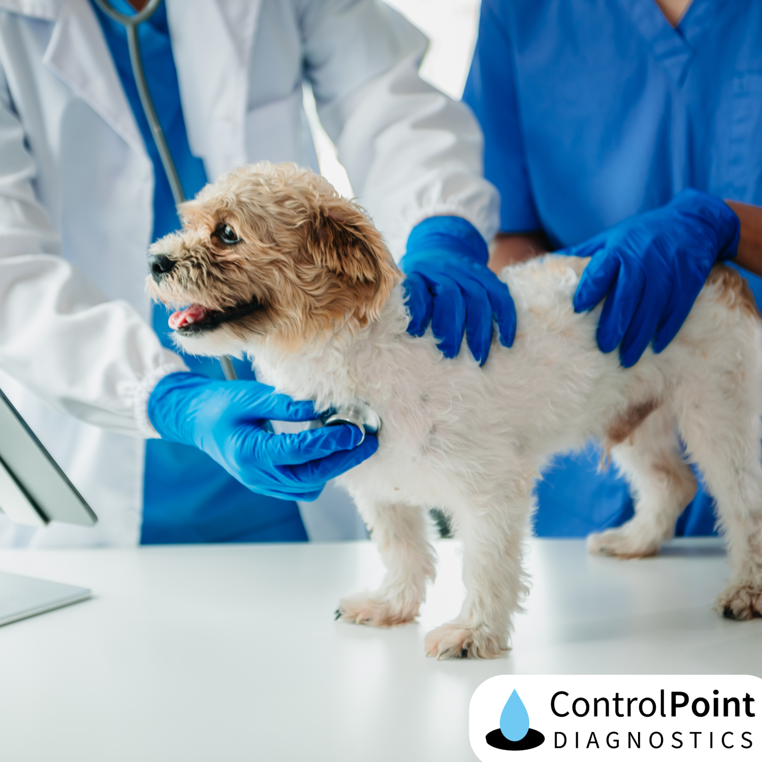 Beyond the Guesswork: How Rapid Point-of-Care Diagnostics Are Transforming Animal Health