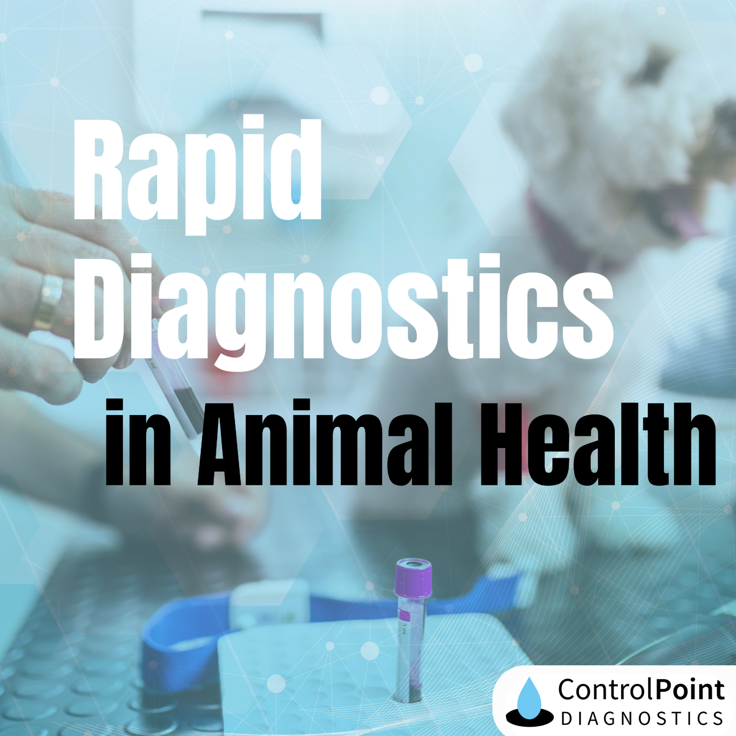 Why Multiplex Rapid Diagnostic Testing is a Game-Changer for Animal Care