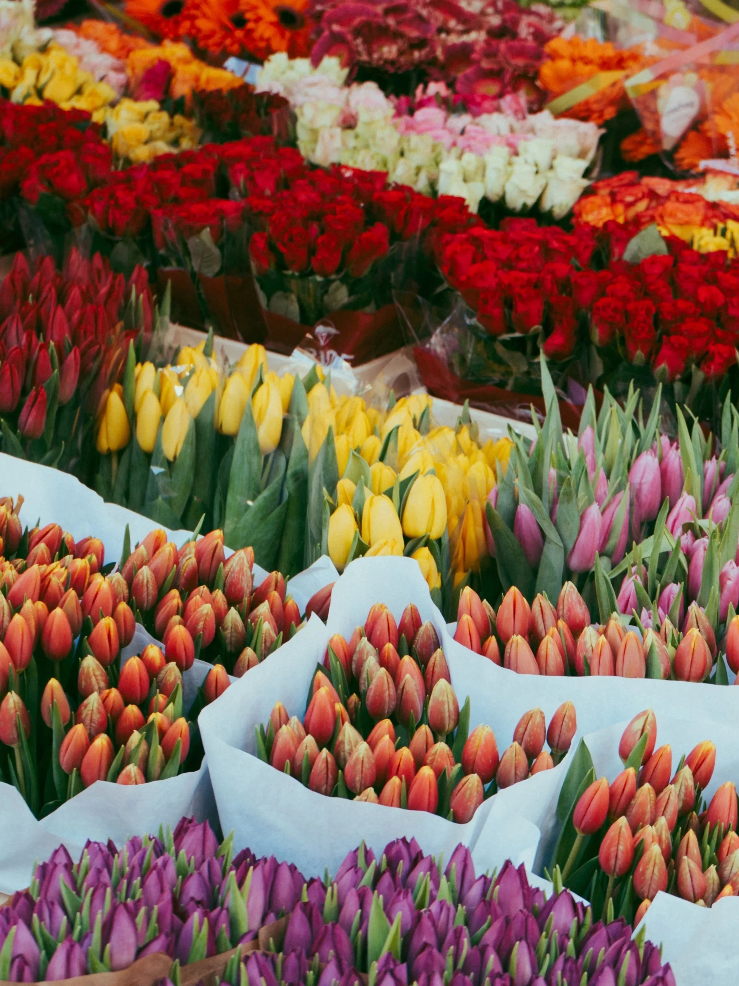 2025 NEDERLAND- Utrecht/ Gouda