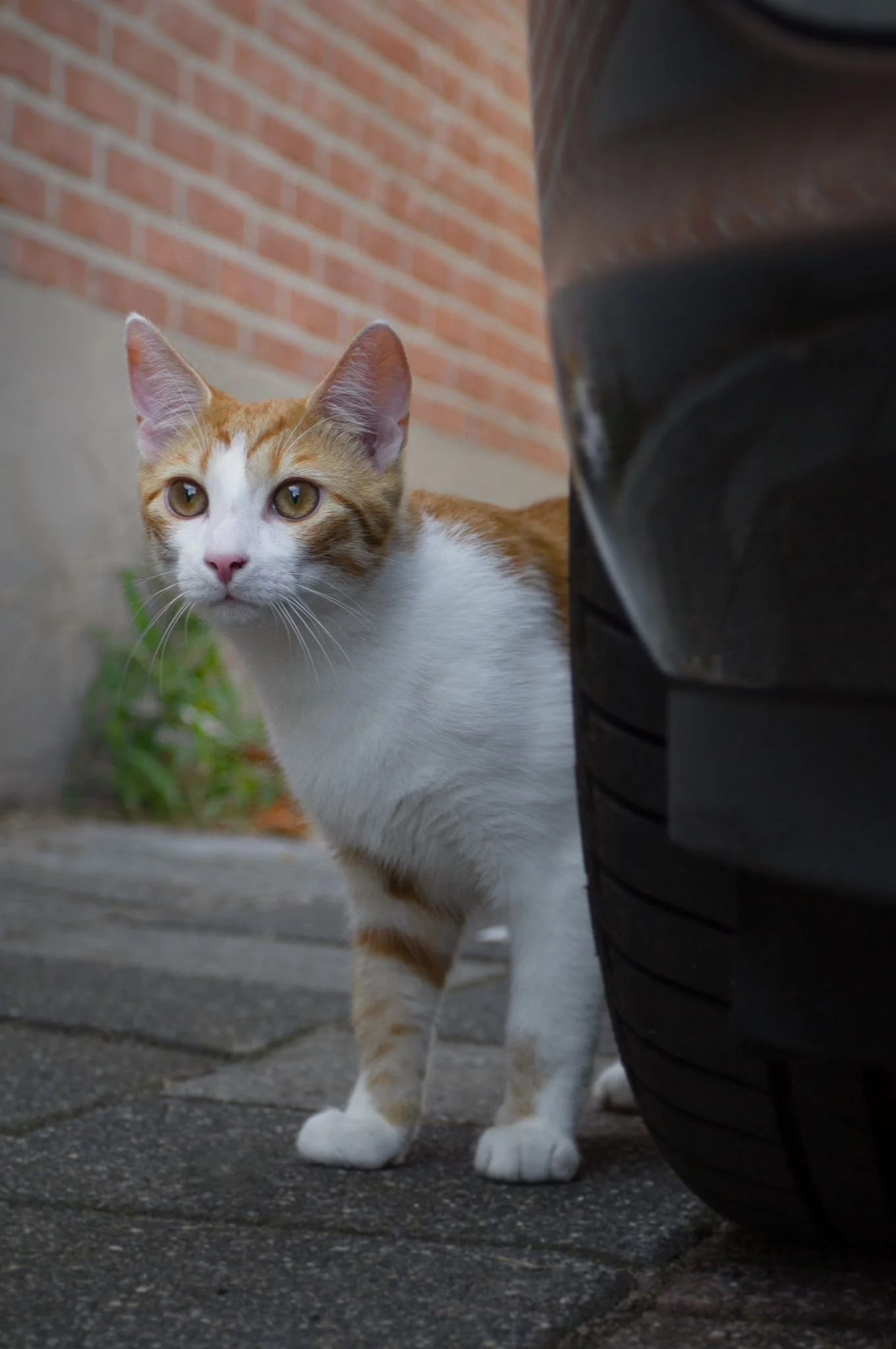 2678292d-2512-4620-a0e4-99bb0ae29c8f 2.JPG