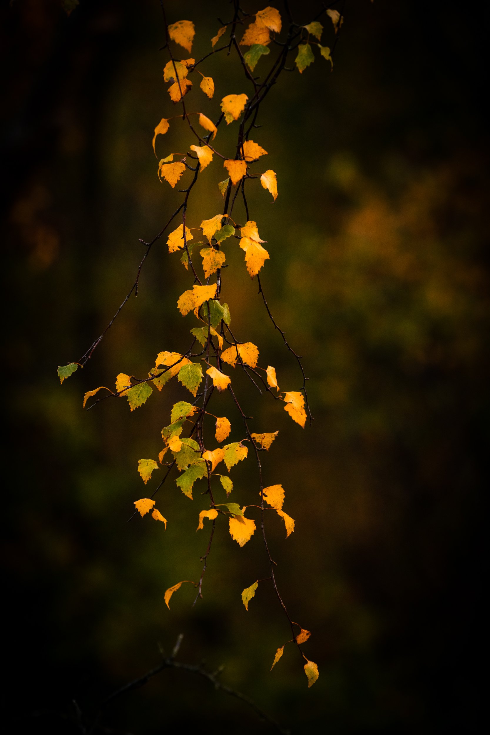 Chadelier_Nature_photography_autumn_landscape_abstract_fine-art.jpg