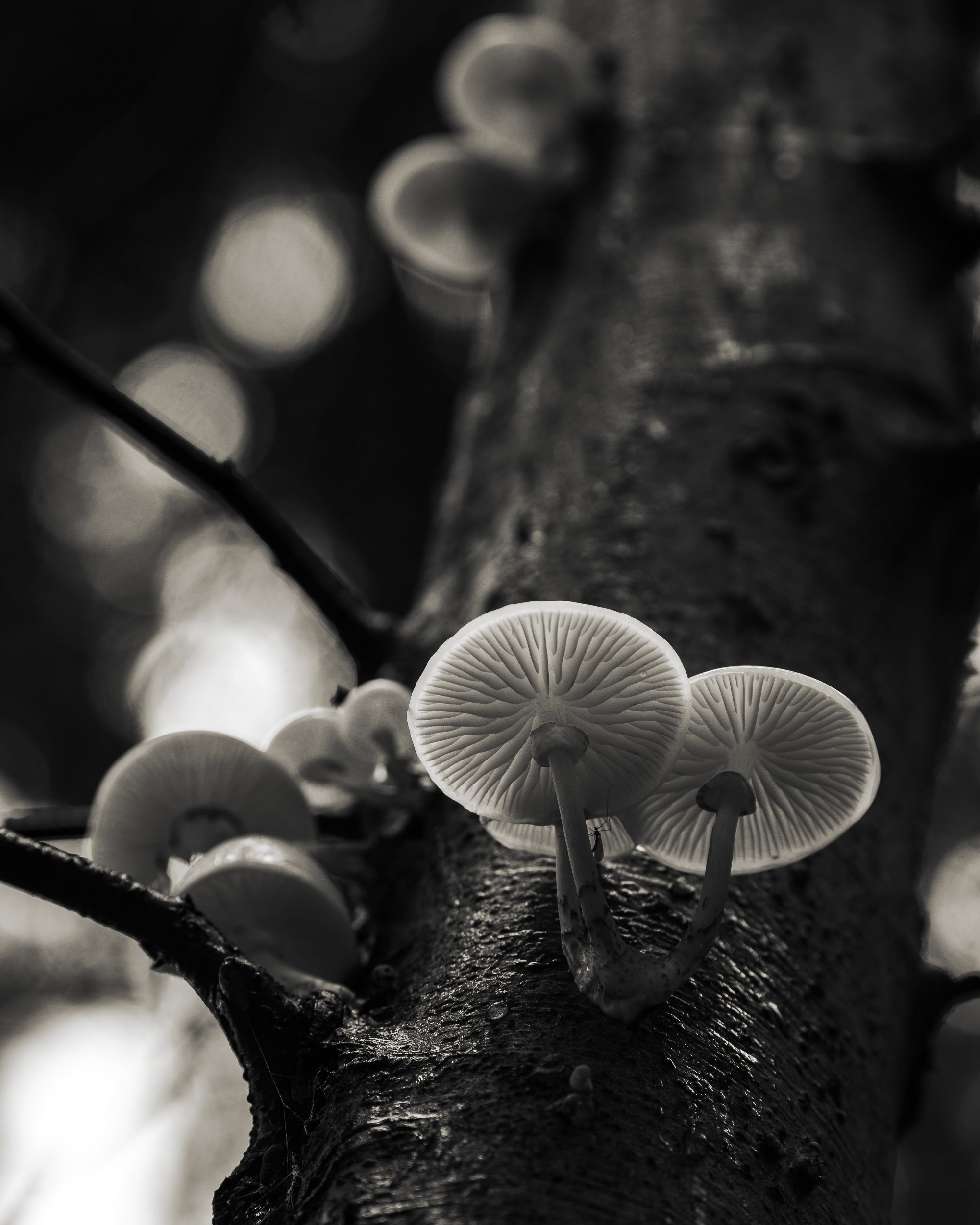 Attached_Nature_photography_autumn_landscape_woodland_fungi_mushrooms_fine-art.jpg