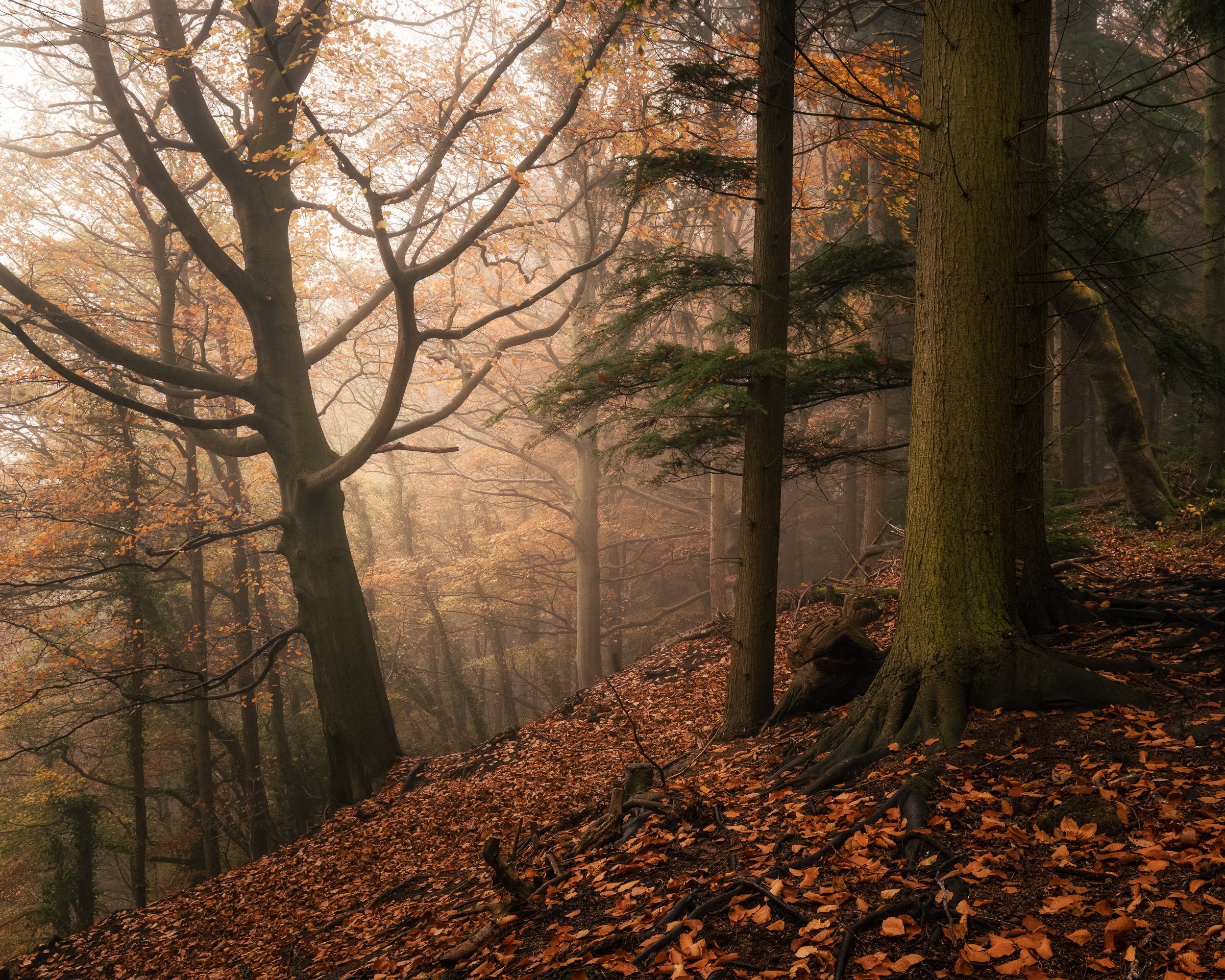 Startle_Nature_photography_autumn_landscape_woodland_fog_mist_fine-art (2).jpg