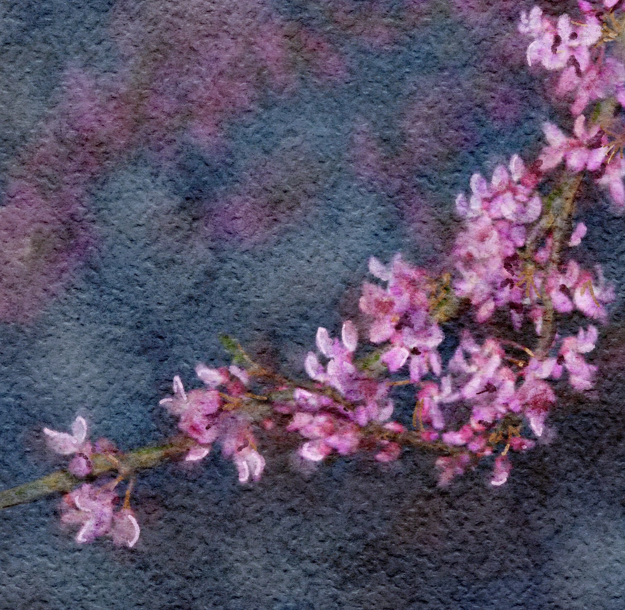 SpringBloom02.jpg