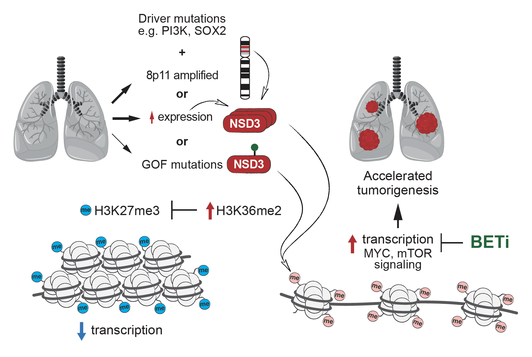 Model for how increased NSD3 H3K36me2 activity promotes lung squamous cell cancer