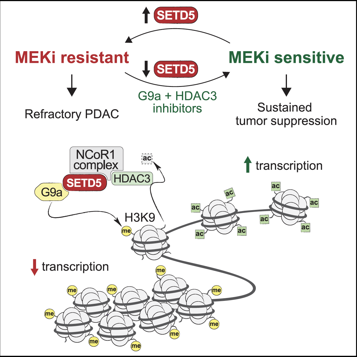 Model for SETD5-mediated drug resistance programming at chromatin in pancreatic cancer