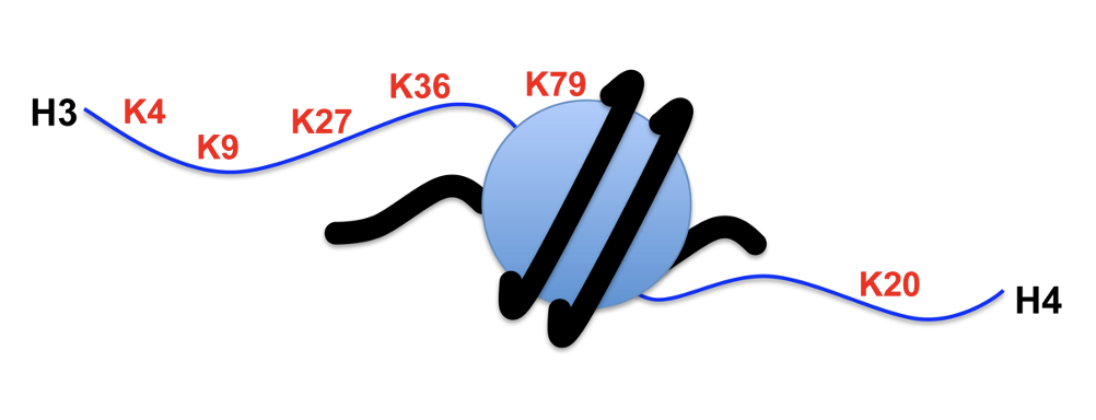 Hanyang Dong, Postdoc Fellow,
hydong@stanford.edu