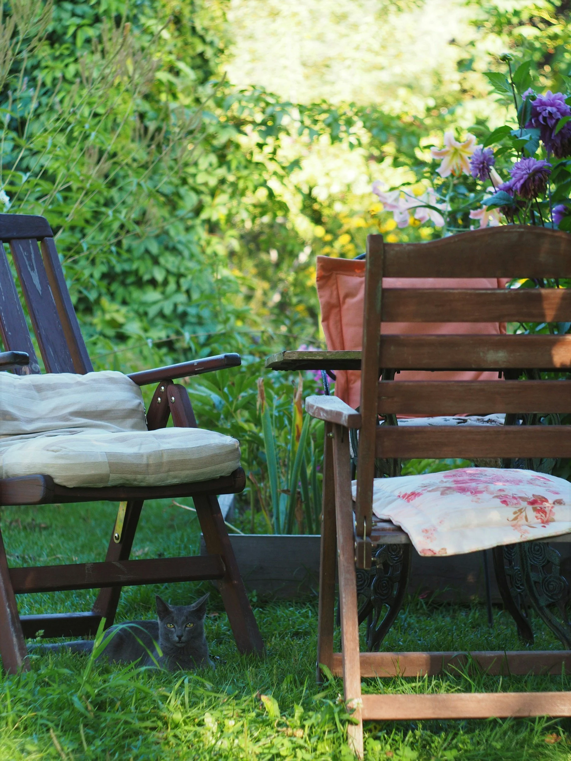A black cat with yellow eyes sitting on a grassy lawn under a wooden outdoor table and chairs, with a garden filled with green plants, shrubs, and colorful flowers in the background.