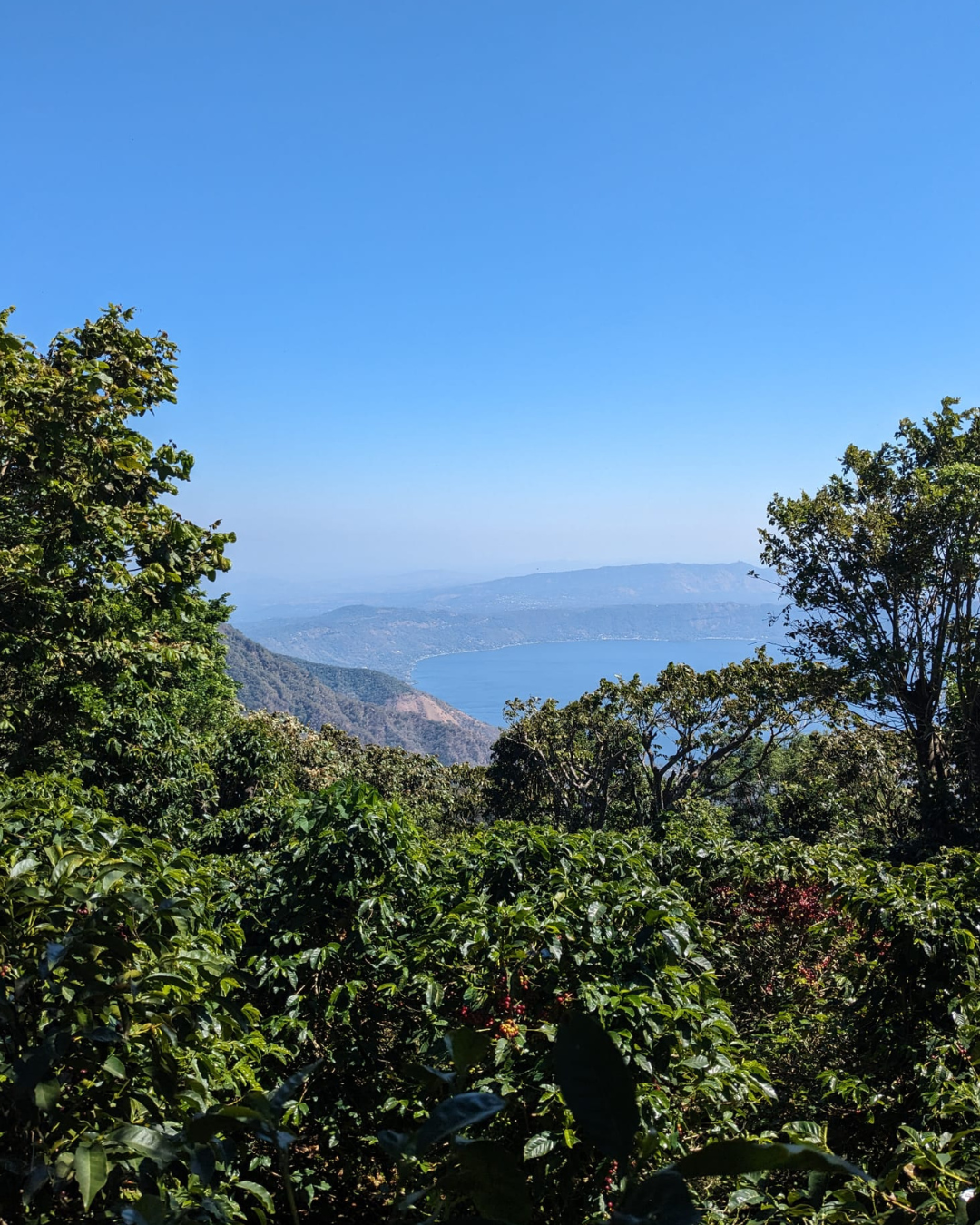 Corozo.png