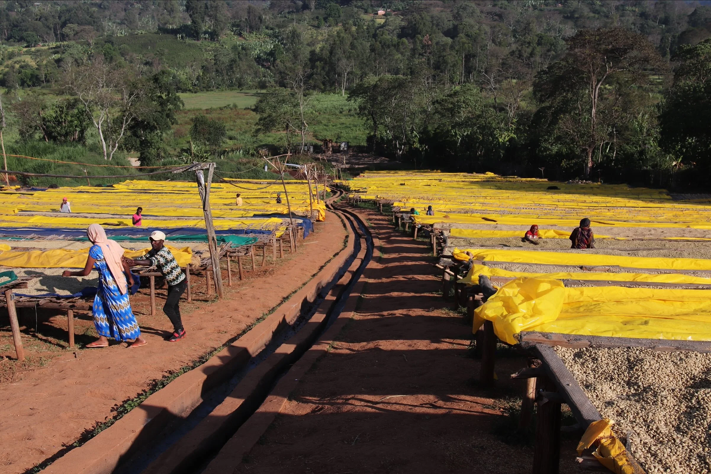 ETHIOPIA - Western Guji - FALCON COFFEES.jpg