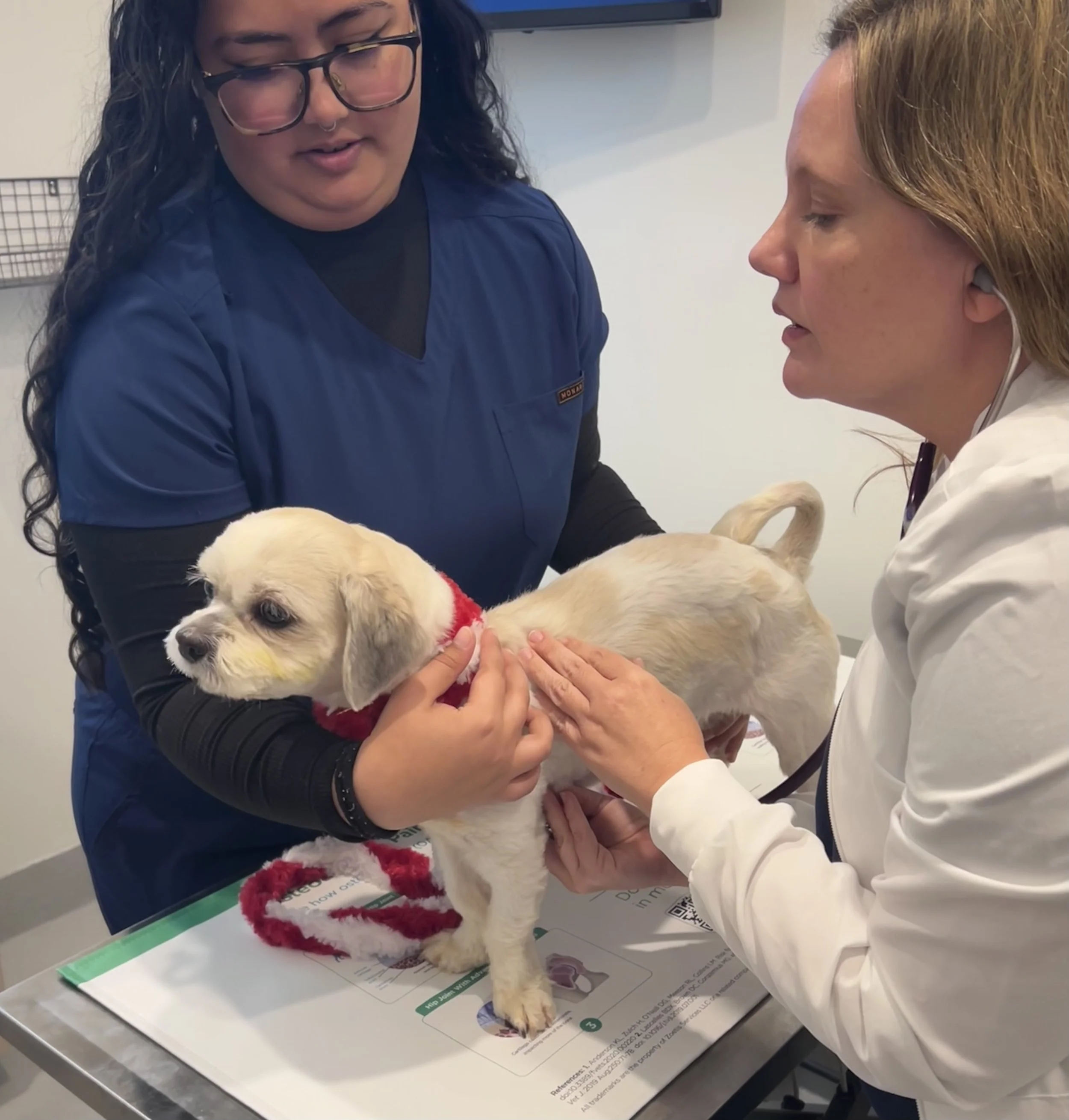 Dr. Kinsey of Neighborhood Vet performing a physical exam on a white dog with a vet tech in navy scrubs holding the dog.