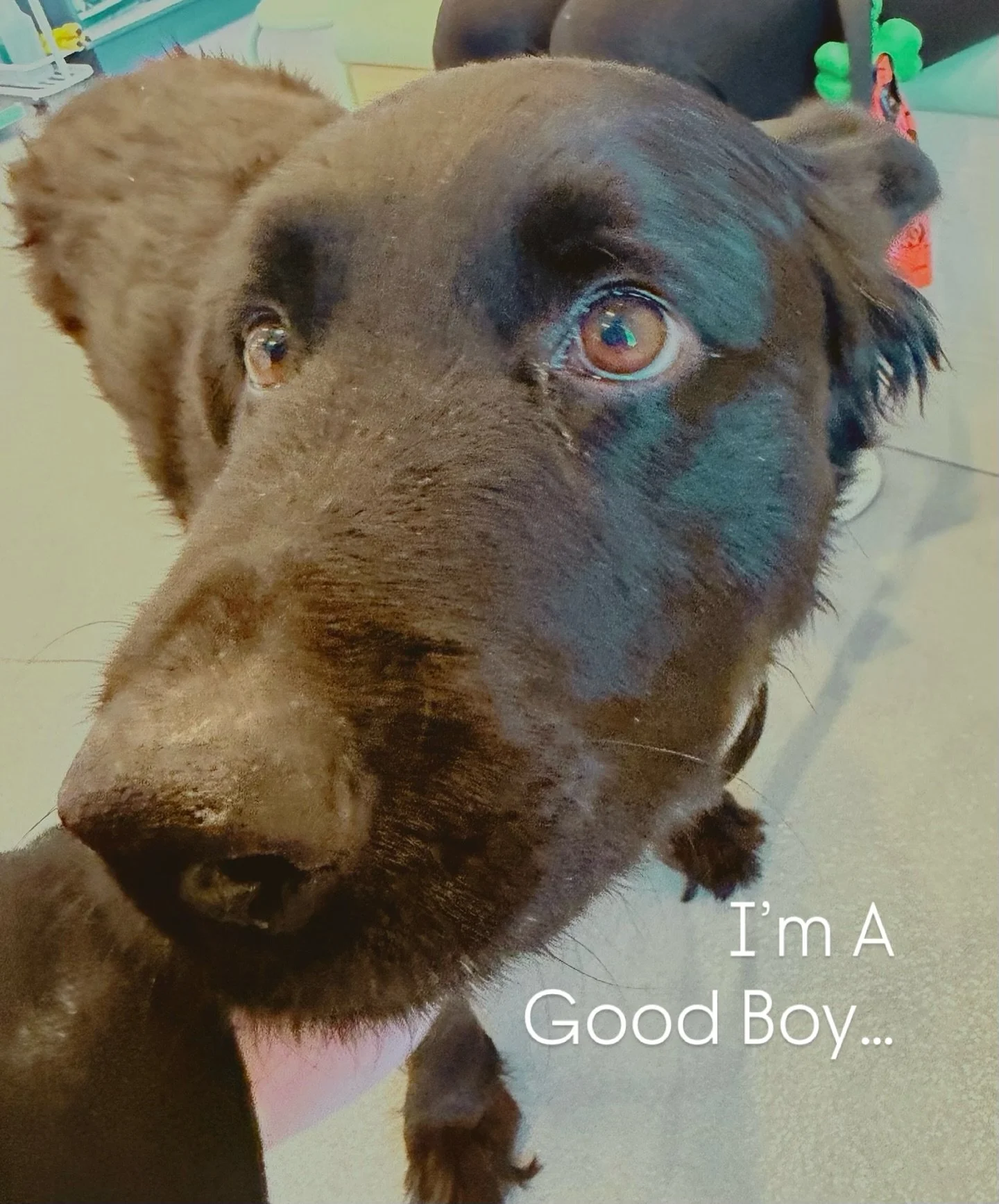 more cheese nips please.