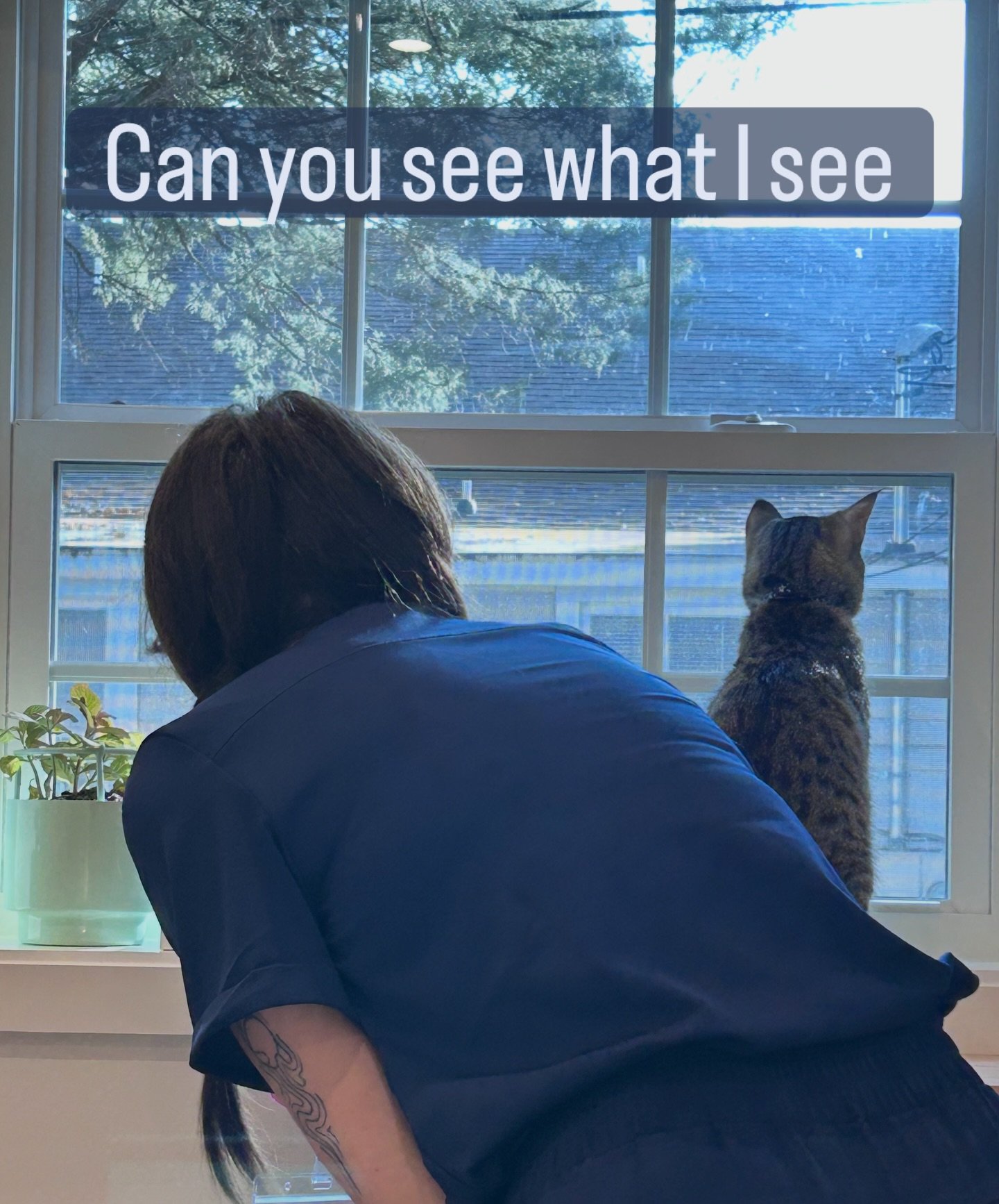 Cats are curious by nature and love window watching. We love to let our patients explore during vet visits.