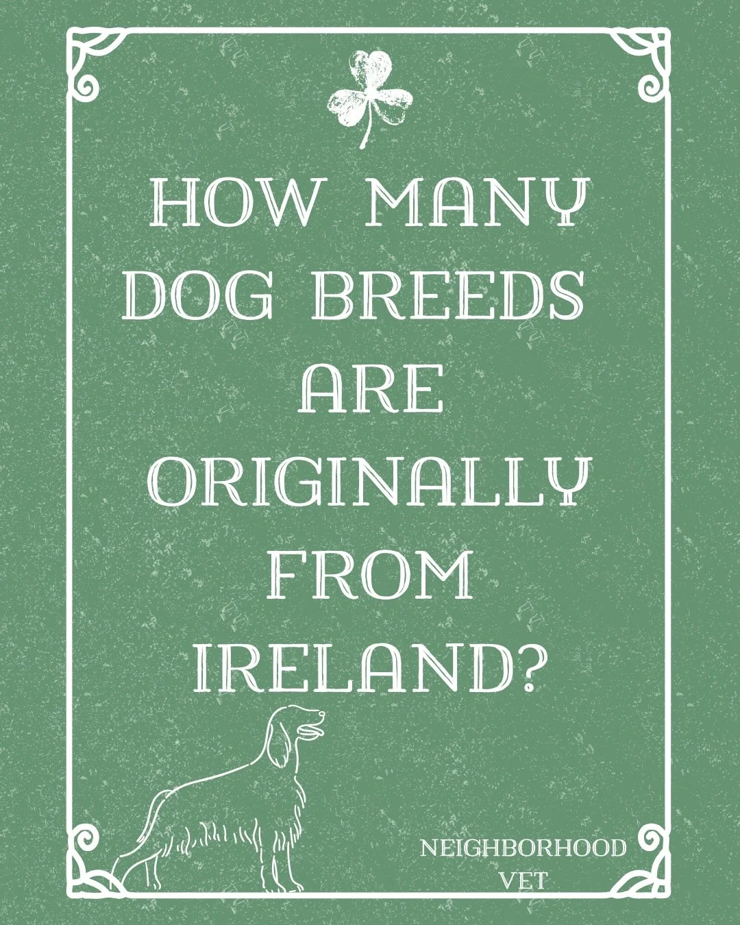 Do you know your Irish Dog Breeds? Scroll to see if you can name all 9. Which is your favorite? ☘️Happy St. Patrick&rsquo;s from Neighborhood Vet.
