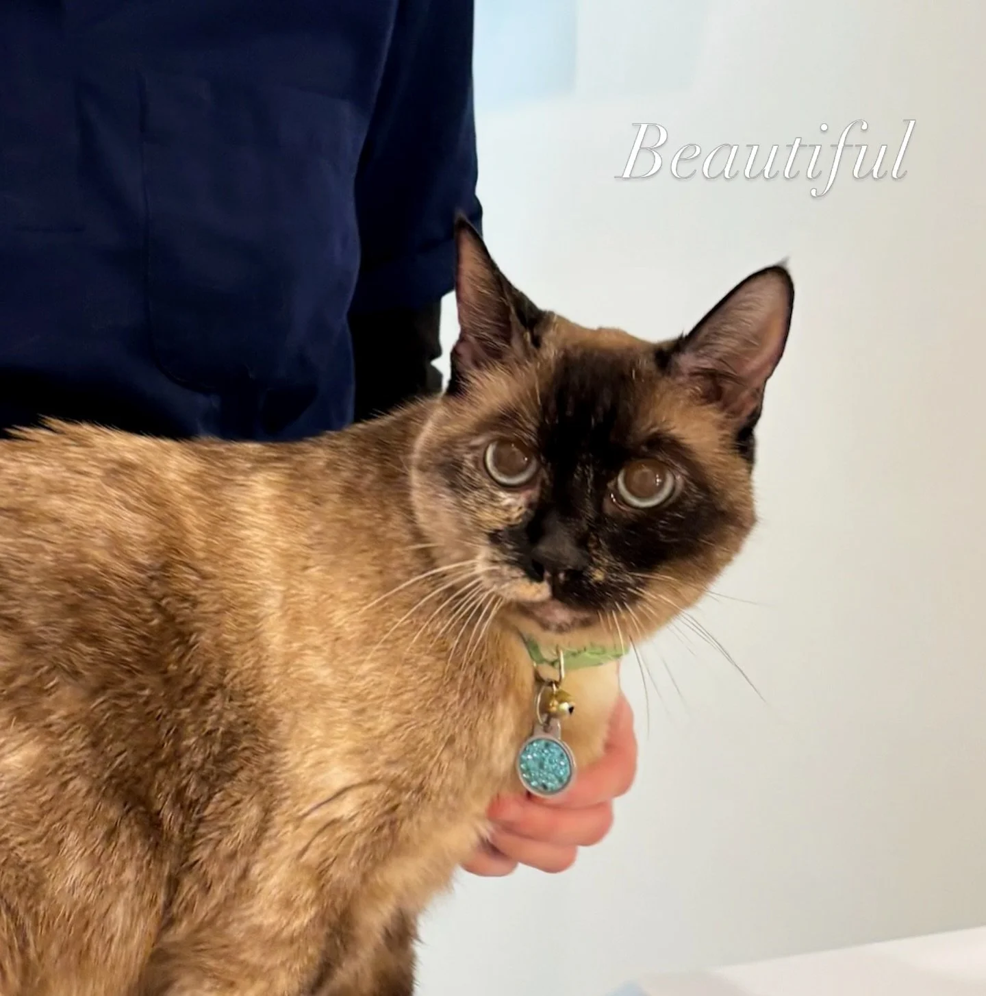 Such a beauty 😻 Blue eyed cats lack melanin (pigment) in the iris of the eye. This is a stand out feature of breeds such as the Siamese and the Ragdoll. #nvsav #neighborhoodvetsavannah