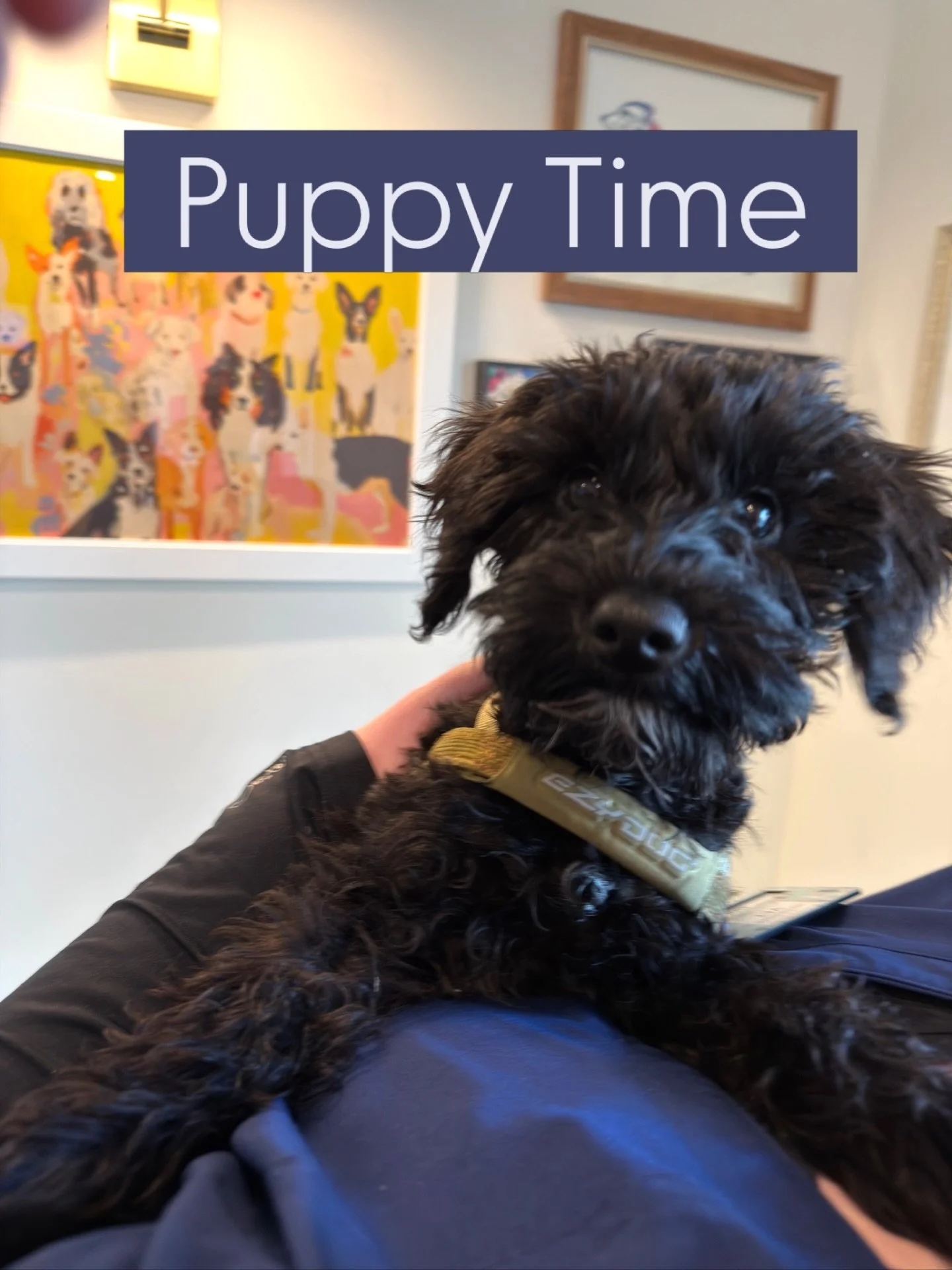 Who can resist this little face! We take our puppy vet visits very seriously here. Care starts with a thorough exam, puppy vaccines to  prevent illness, and discussions on nutrition, training, and behavior. #nvsav #neighborhoodvetsavannah