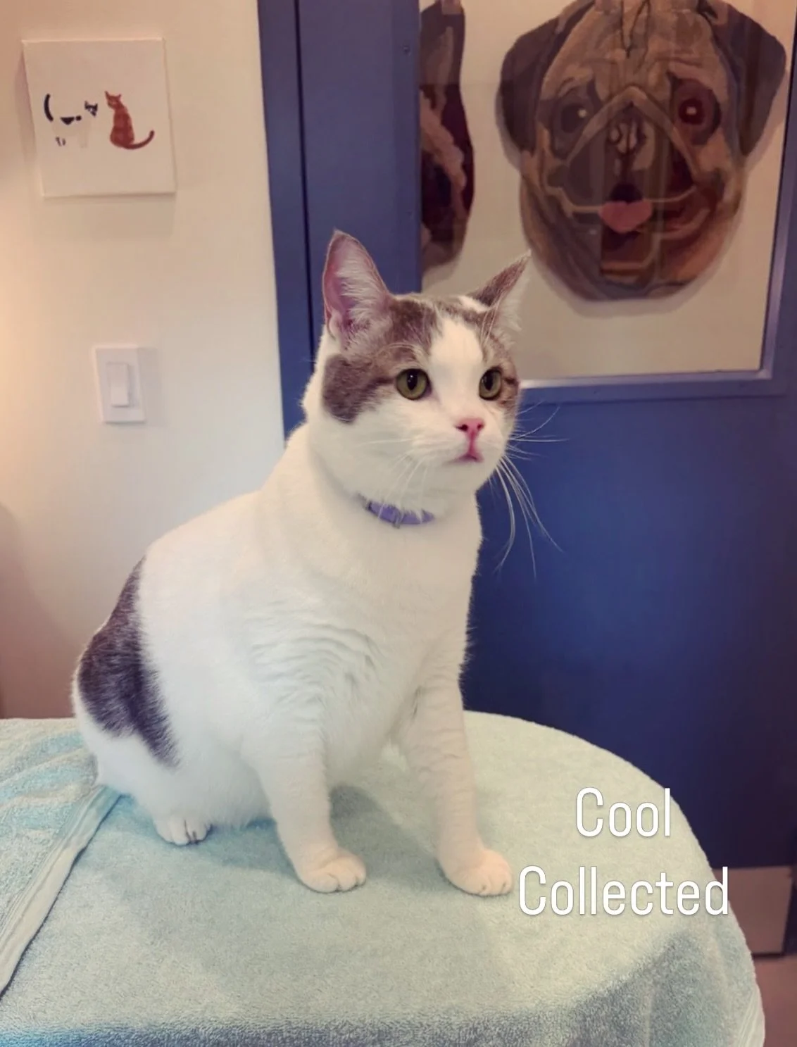 Did someone say Vet?