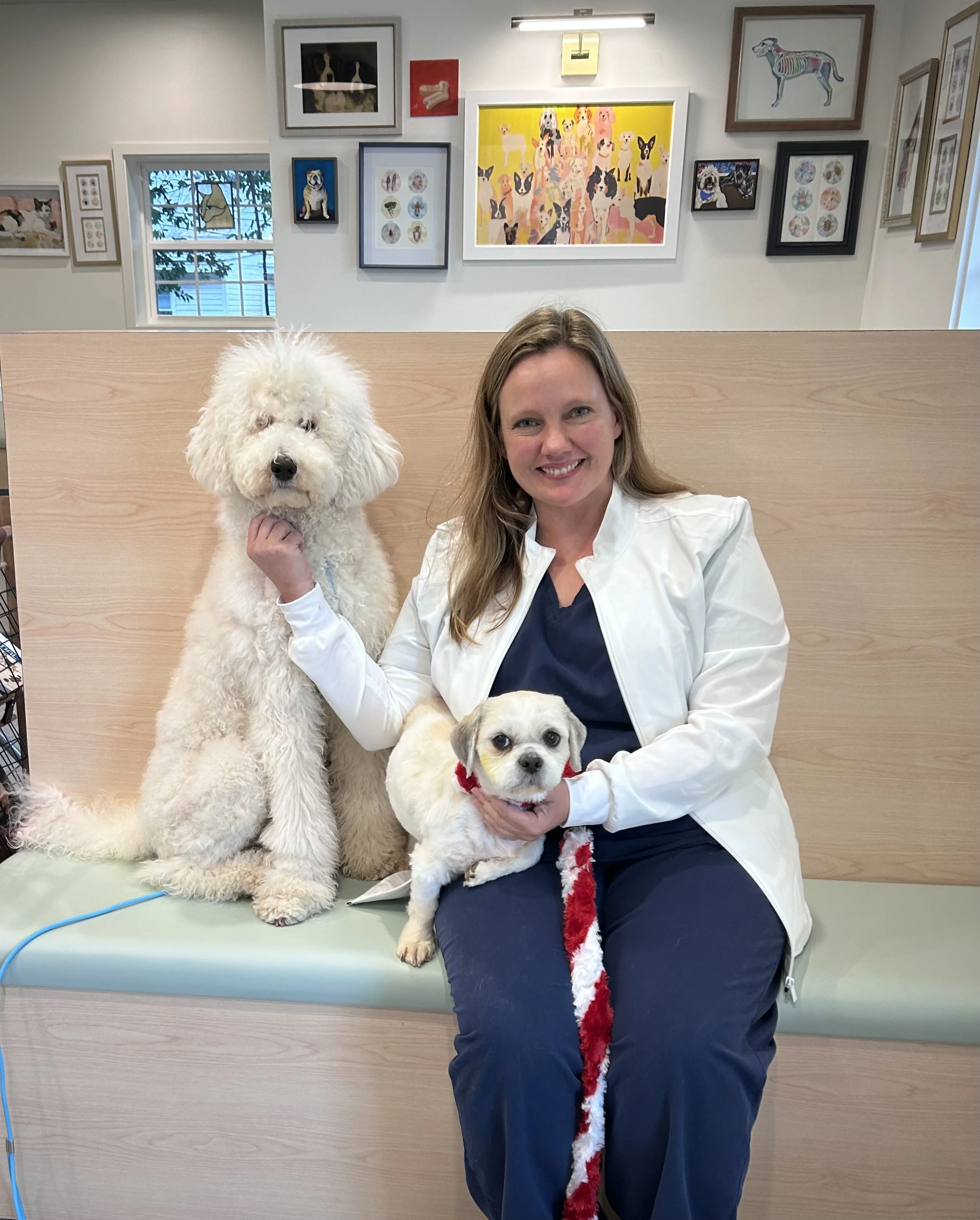 Veterinarian with two white dogs