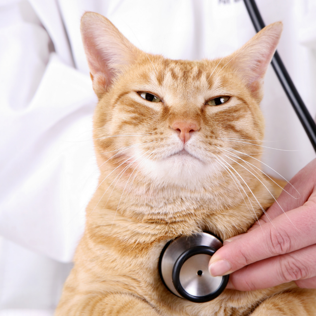 Health Assessment | Book Your Pet's Checkup Today — Neighborhood Vet ...