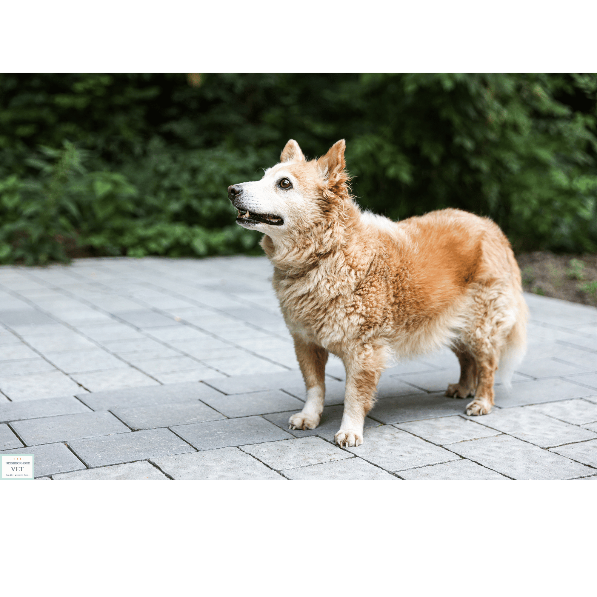 Tan senior dog standing on pavers