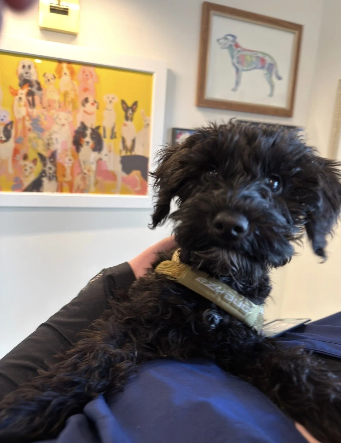 Black fluffy puppy with artwork in background