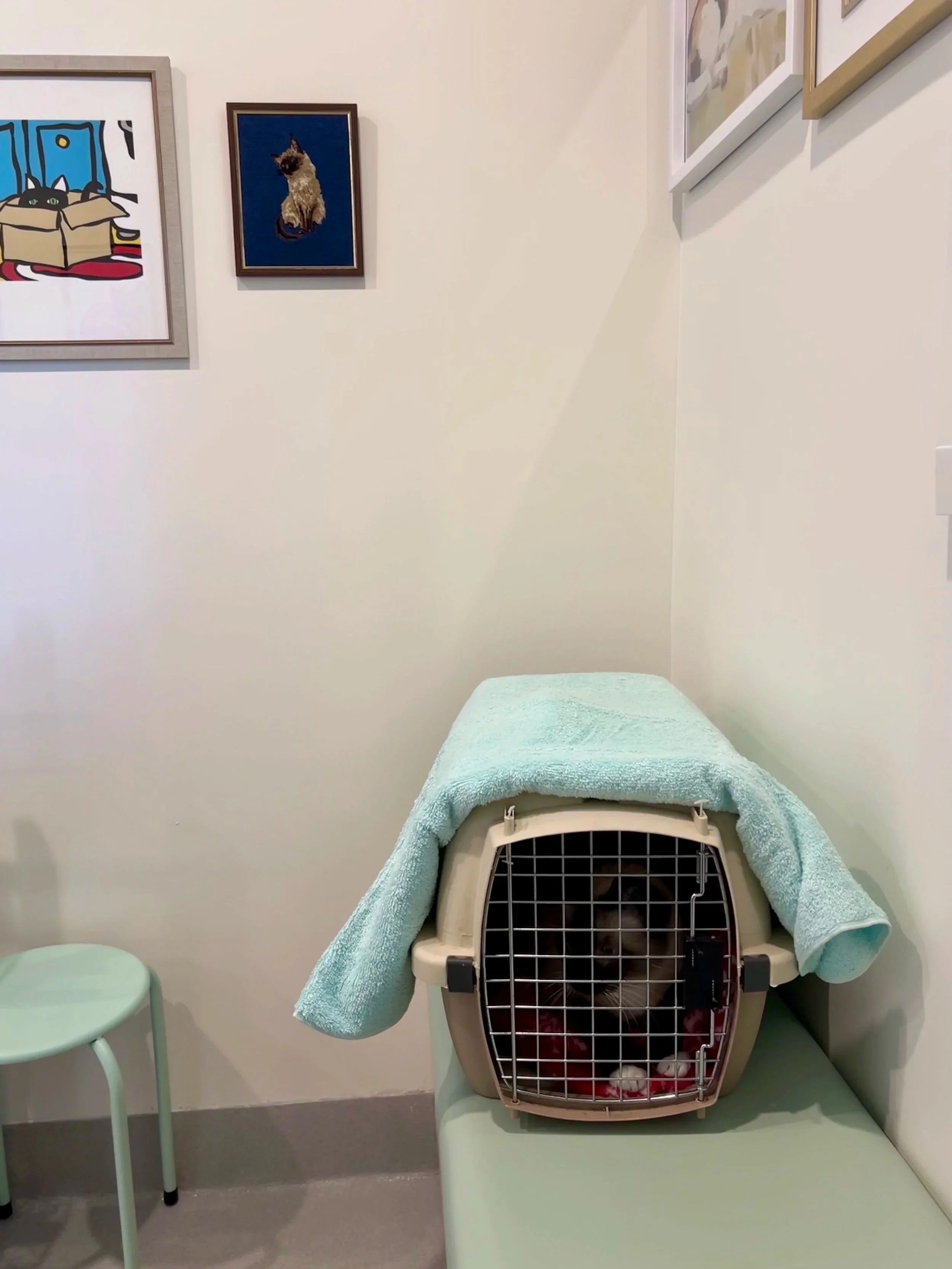 Siamese cat in carrier on bench in Neighbrohood Vet's Cat Only Waiting Area