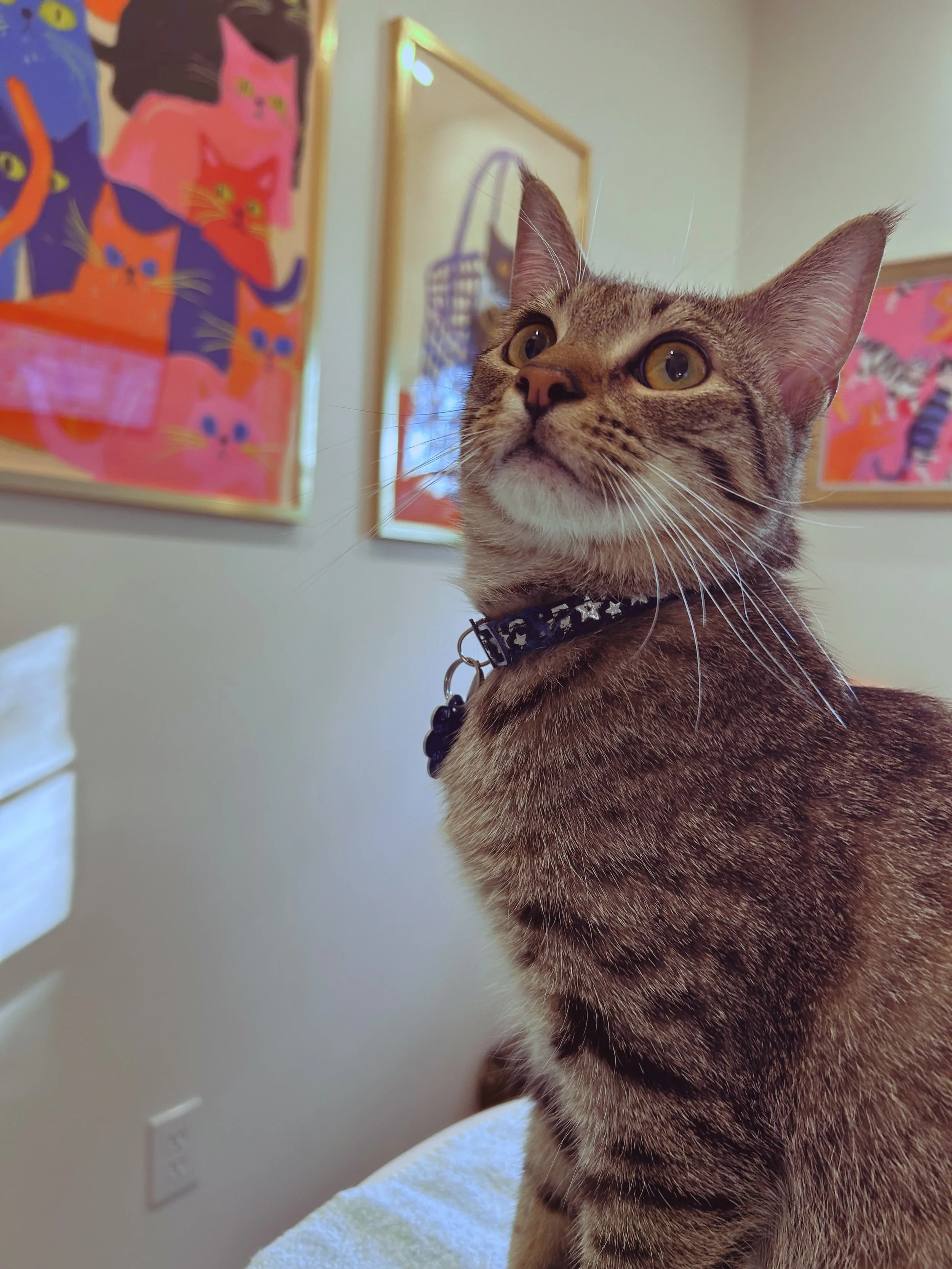 Caring cat vet in savannah.jpeg