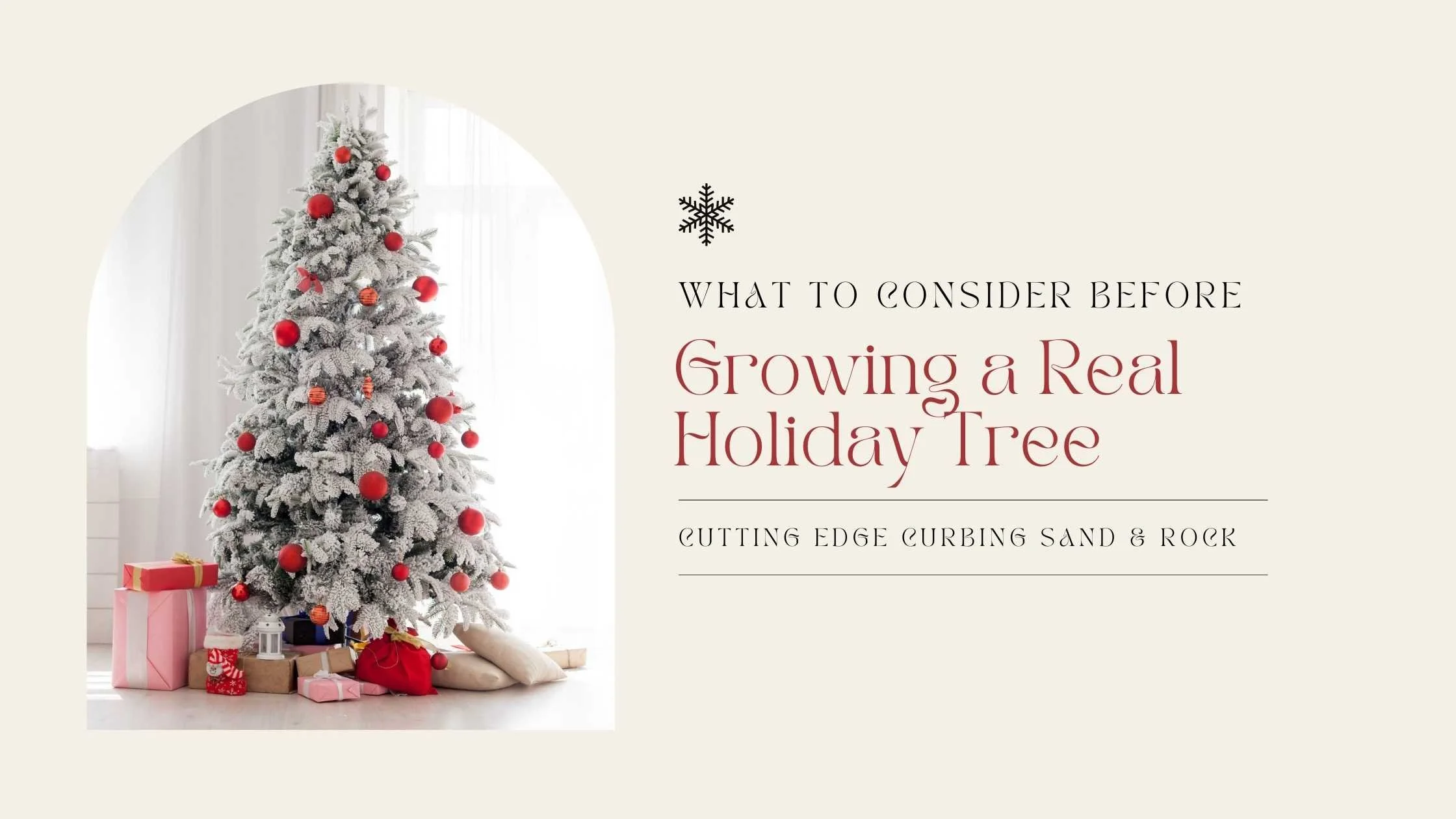 What to Consider Before Growing a Real Holiday Tree