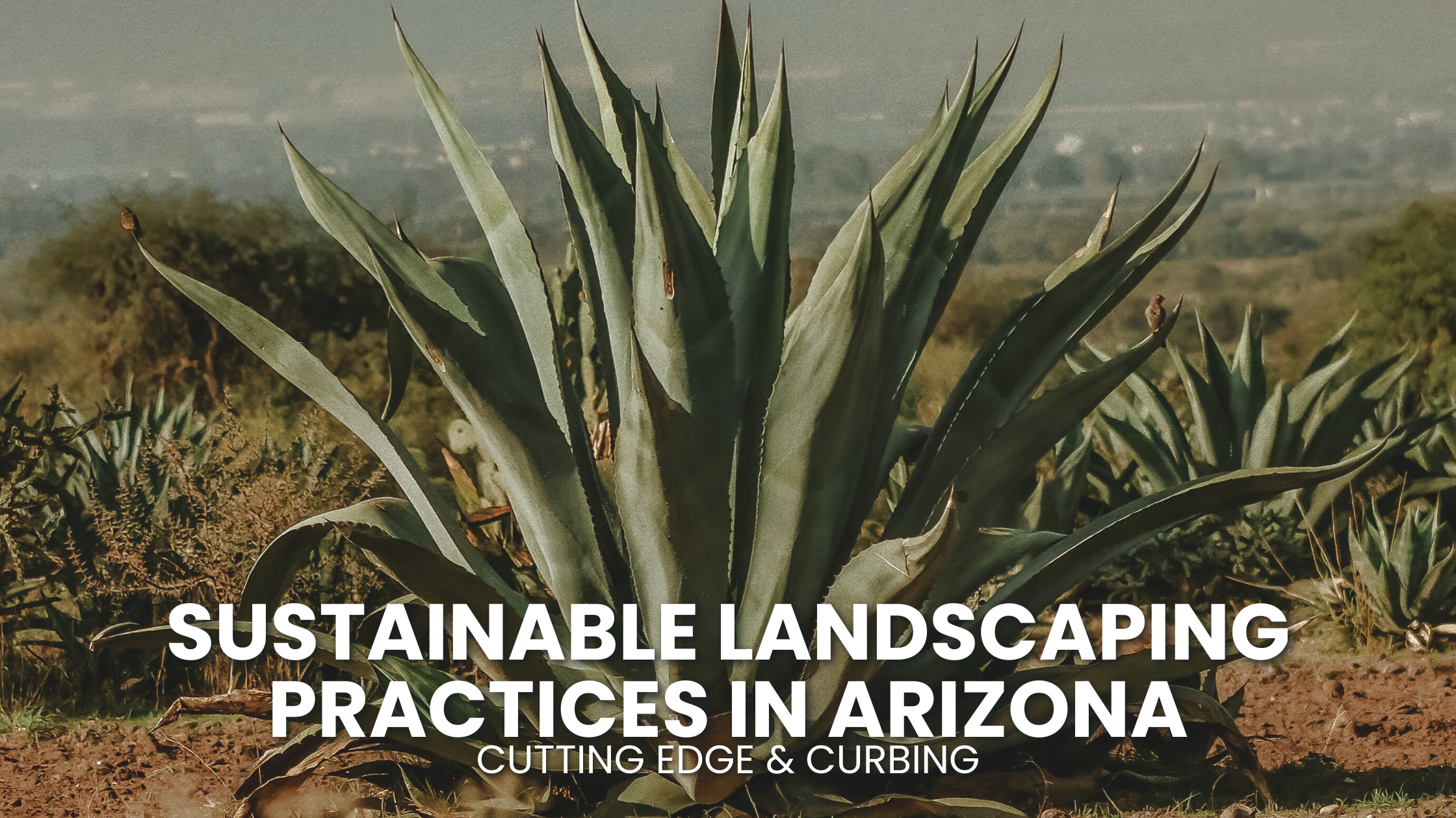 Sustainable Landscaping Practices in Arizona