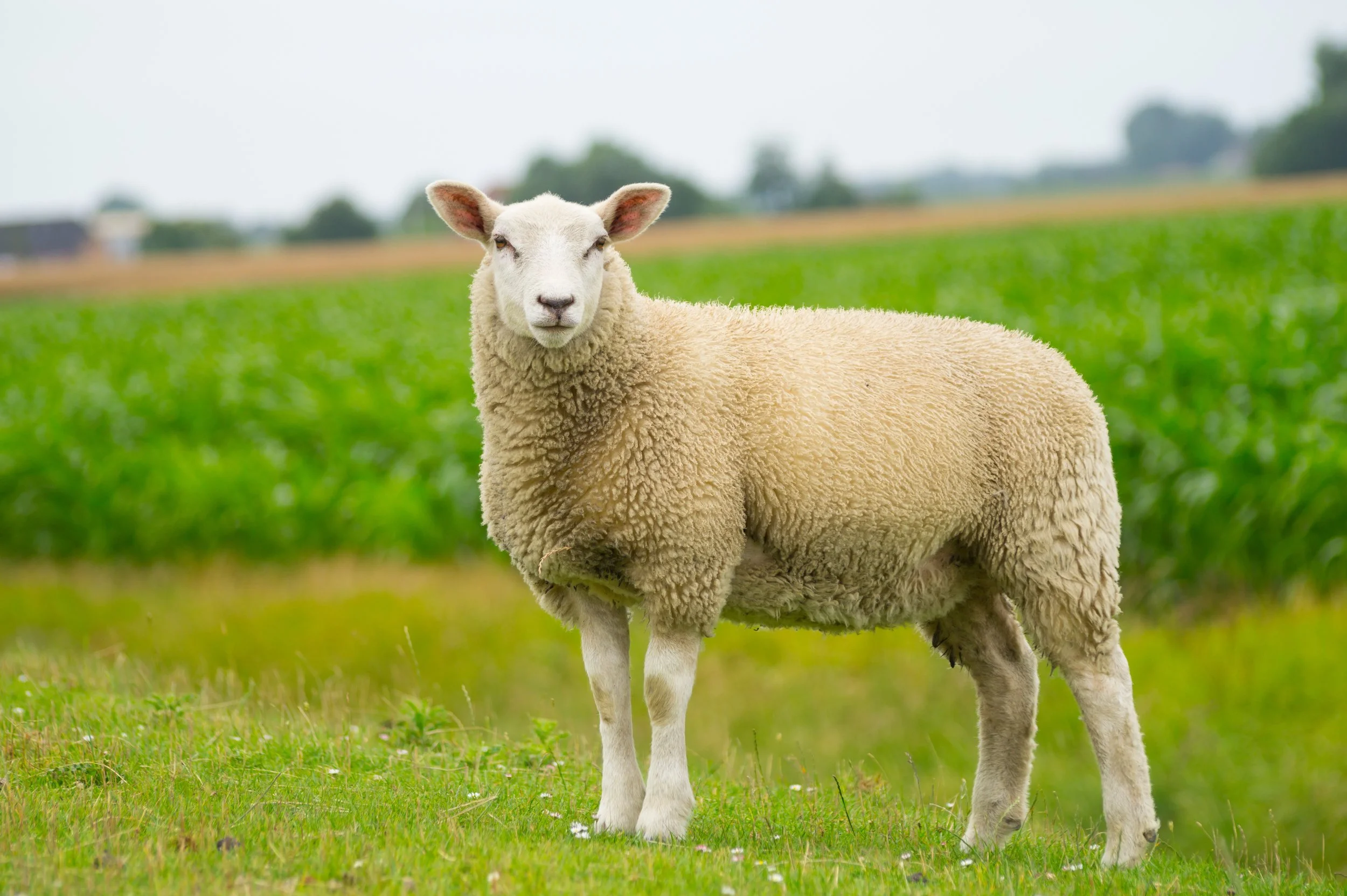Sheep’s Wool and Stronger Smiles: A Surprising Dental Breakthrough