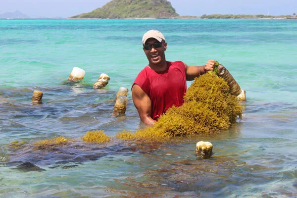 sea moss beach.jpg