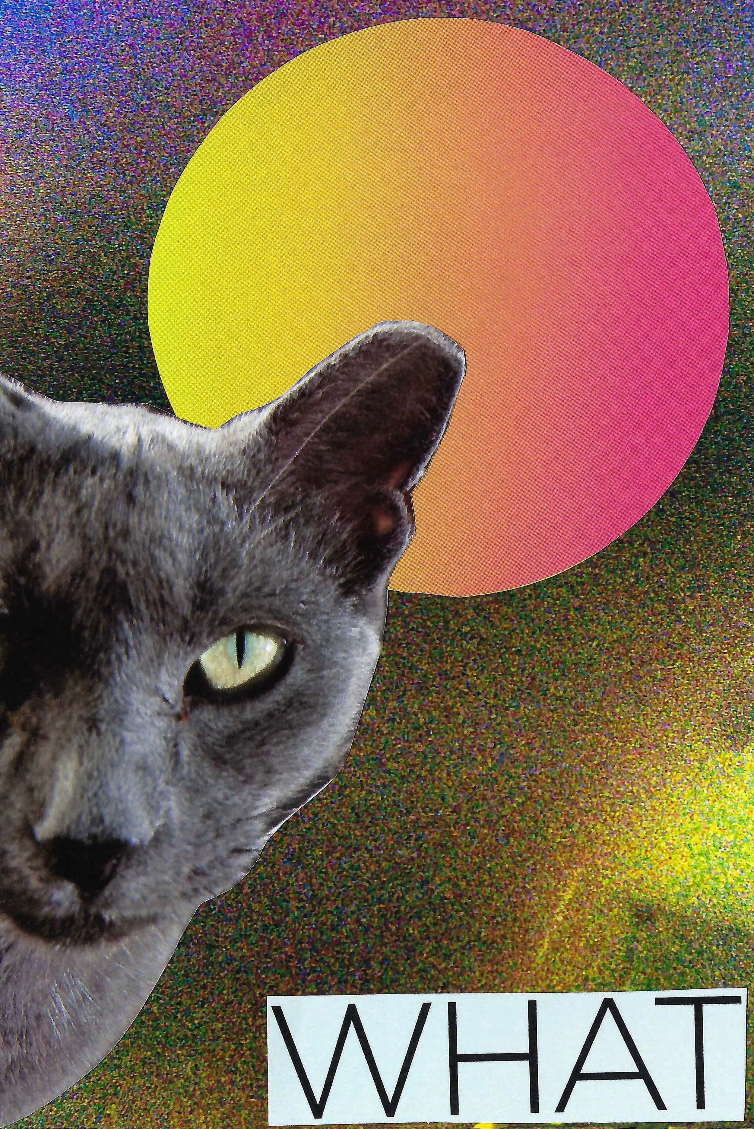 WhatCat Smaller.jpeg