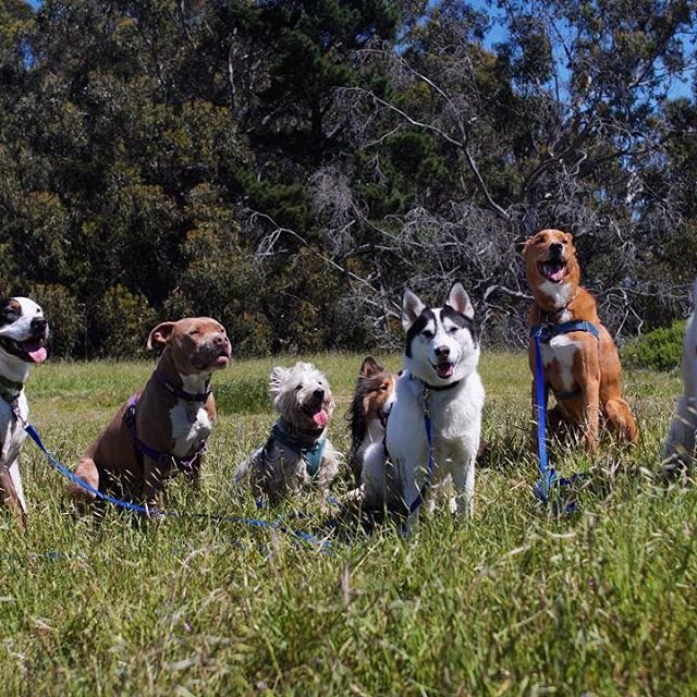 goup of dogs outside.jpeg